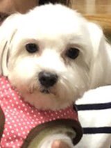 【運命の赤い糸見～つけた💓Mダックスのオリーブ💕、ポメラニアンのロロ💕、マルチーズのルーナ💕】2019,11,3